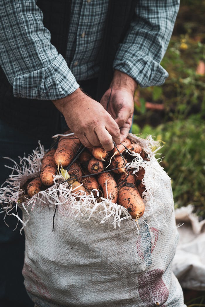 Hands of a farmer tying a sack of freshly harvested carrots outdoors.