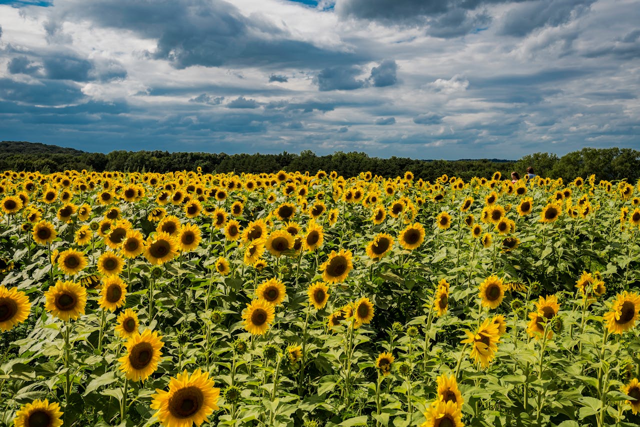 A vast field of blooming sunflowers under a dramatic cloudy sky, perfect for a summer rural landscape.