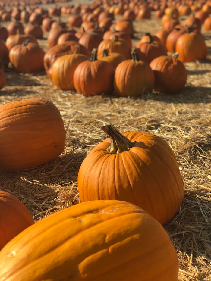 A lively pumpkin patch with bright orange pumpkins on a sunny autumn day.
