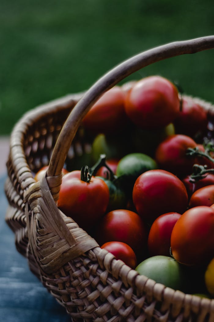 A woven basket filled with fresh, organic tomatoes, captured outdoors in natural light.